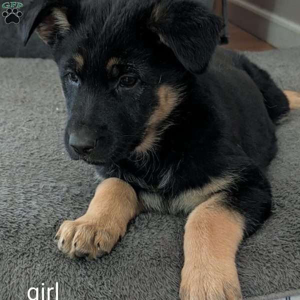 Elsa, German Shepherd Puppy